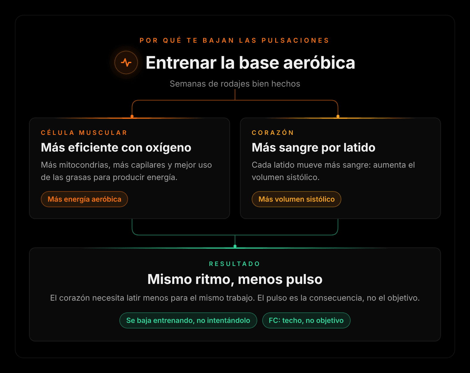 Por qué te bajan las pulsaciones al correr: entrenar la base aeróbica hace la célula muscular más eficiente con oxígeno y aumenta el volumen sistólico del corazón; resultado, mismo ritmo con menos pulso